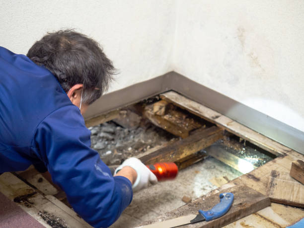 Best Toxic Mold Removal  in Macarthur, WV