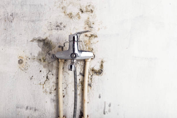 Best Same-Day Mold Removal  in Macarthur, WV