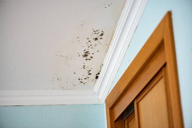 Best Mold Testing  in Macarthur, WV