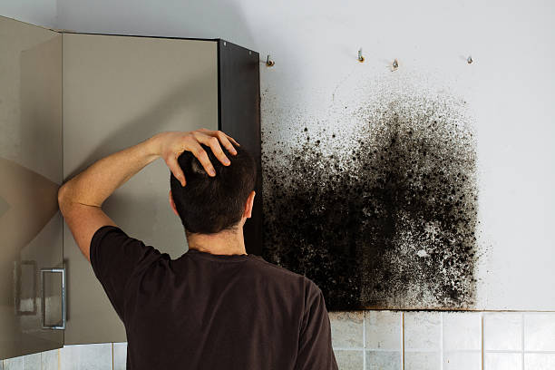 Best Office Mold Removal Services  in Macarthur, WV